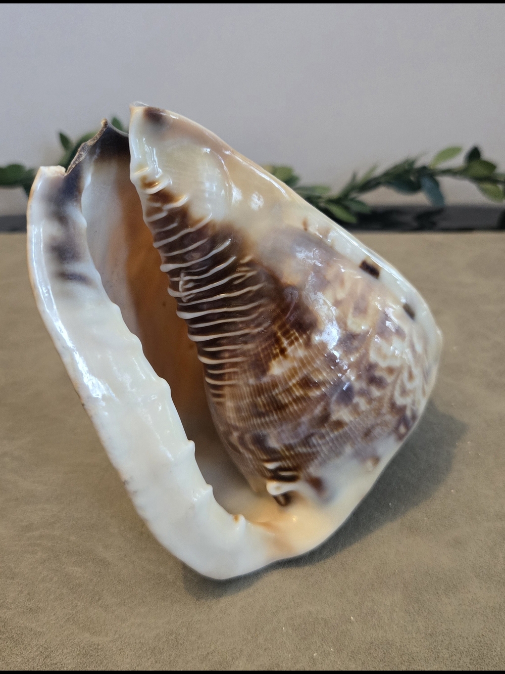 🐚 Bull Mouth Helmet Shell Cypraecassis rufa Collector Display